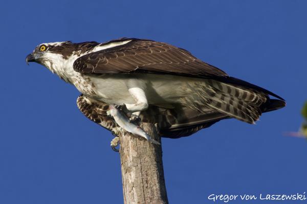  July 18, 2024 7:46 PM, Canon EOS R7, RF100-400mm F5.6-8 IS USM + EXTENDER RF2x, 800mm, f/18.0, 1/1000s, ISO 2000, Gregor von Laszewski