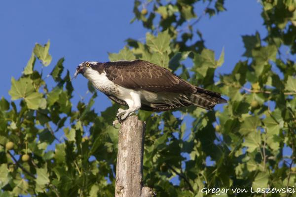  July 18, 2024 7:54 PM, Canon EOS R7, RF100-400mm F5.6-8 IS USM + EXTENDER RF2x, 600mm, f/18.0, 1/1000s, ISO 2500, Gregor von Laszewski