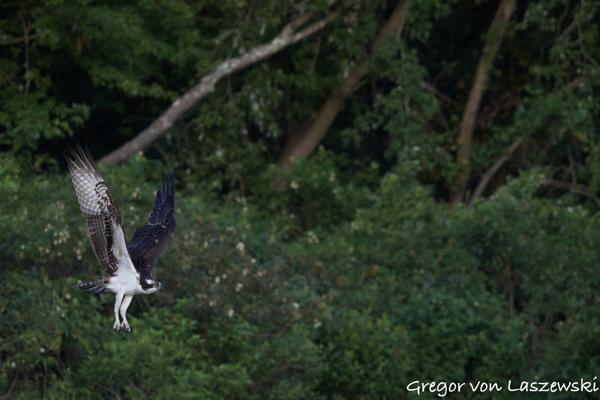  July 22, 2024 8:13 PM, Canon EOS R7, RF100-400mm F5.6-8 IS USM, 300mm, f/8.0, 1/3200s, ISO 6400, Gregor von Laszewski