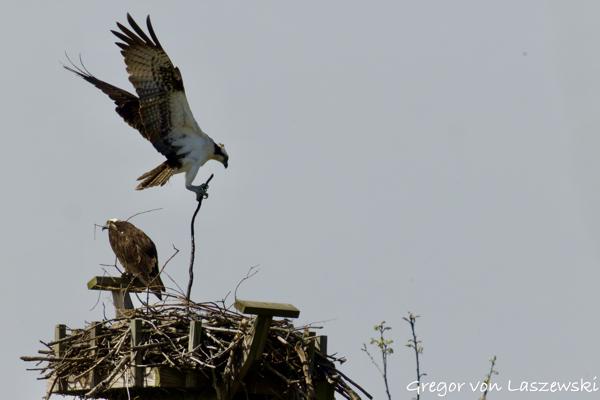  April 22, 2025 11:17 AM, Canon EOS R7, RF200-800mm F6.3-9 IS USM + EXTENDER RF2x, 1600mm, f/18.0, 1/3200s, ISO 2500, Gregor von Laszewski
