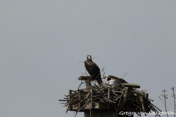  April 22, 2025 11:32 AM, Canon EOS R7, RF200-800mm F6.3-9 IS USM + EXTENDER RF2x, 1600mm, f/18.0, 1/3200s, ISO 2500, Gregor von Laszewski