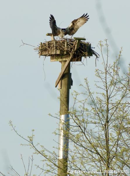  April 23, 2025 8:26 AM, Canon EOS R7, RF100-500mm F4.5-7.1 L IS USM + EXTENDER RF2x, 600mm, f/14.0, 1/1000s, ISO 2000, Gregor von Laszewski