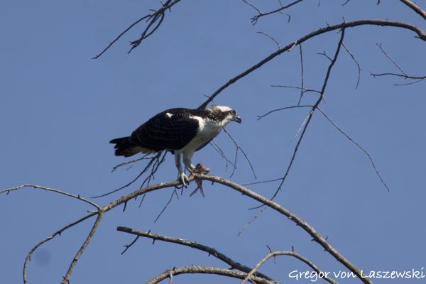  August 24, 2024 11:09 AM, Canon EOS R7, RF100-400mm F5.6-8 IS USM + EXTENDER RF2x, 800mm, f/16.0, 1/1250s, ISO 1250, Gregor von Laszewski