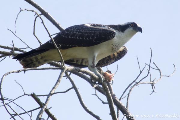  August 24, 2024 11:11 AM, Canon EOS R7, RF100-400mm F5.6-8 IS USM + EXTENDER RF2x, 800mm, f/16.0, 1/1250s, ISO 4000, Gregor von Laszewski