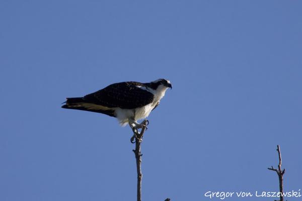  September 1, 2024 9:29 AM, Canon EOS R7, RF100-400mm F5.6-8 IS USM + EXTENDER RF2x, 800mm, f/16.0, 1/3200s, ISO 4000, Gregor von Laszewski