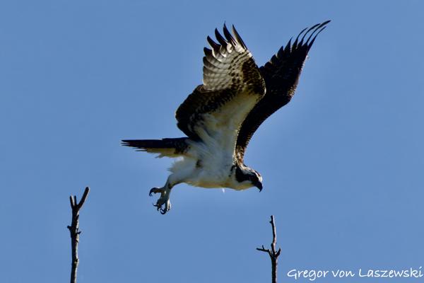  September 1, 2024 9:29 AM, Canon EOS R7, RF100-400mm F5.6-8 IS USM + EXTENDER RF2x, 800mm, f/16.0, 1/3200s, ISO 4000, Gregor von Laszewski