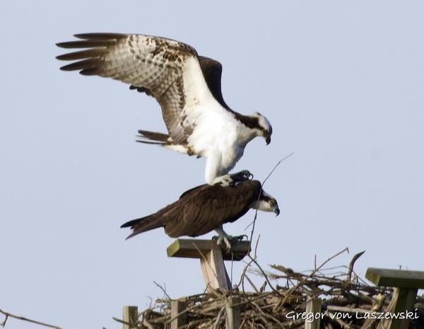  April 23, 2025 8:19 AM, Canon EOS R7, RF100-500mm F4.5-7.1 L IS USM + EXTENDER RF2x, 1000mm, f/14.0, 1/1000s, ISO 2000, Gregor von Laszewski