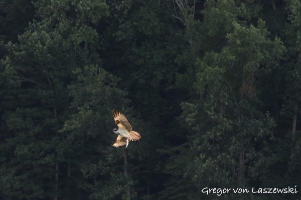  July 18, 2024 7:58 PM, Canon EOS R7, RF100-400mm F5.6-8 IS USM + EXTENDER RF2x, 313mm, f/14.0, 1/1000s, ISO 6400, Gregor von Laszewski