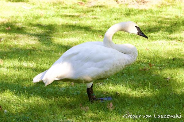 Other Birds (Elsewhere)