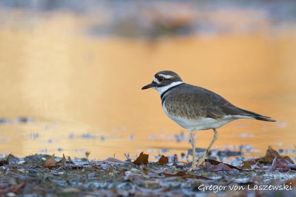 Other Birds (Monroe Lake)
