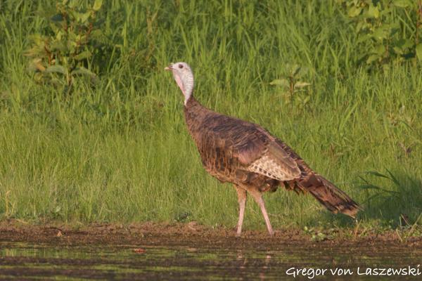  August 23, 2024 7:45 PM, Canon EOS R7, RF100-400mm F5.6-8 IS USM + EXTENDER RF2x, 800mm, f/16.0, 1/800s, ISO 6400, Gregor von Laszewski