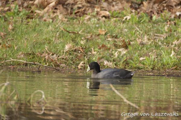  April 17, 2025 9:03 AM, Canon EOS R7, RF200-800mm F6.3-9 IS USM, 800mm, f/9.0, 1/640s, ISO 1250, Gregor von Laszewski