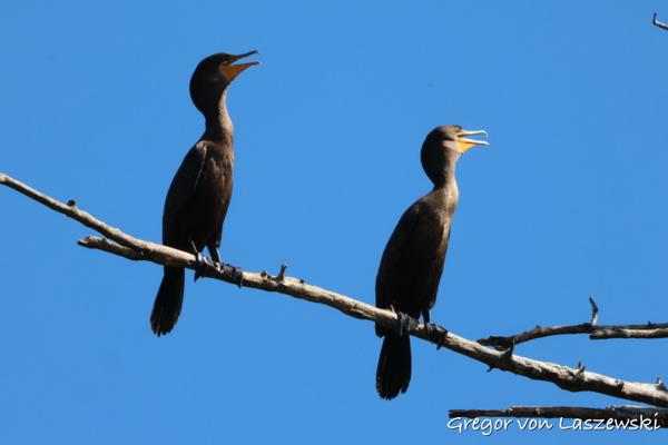  August 13, 2023 10:35 AM, Canon EOS R7, RF100-400mm F5.6-8 IS USM + EXTENDER RF2x, 800mm, f/16.0, 1/1250s, ISO 1600, Gregor von Laszewski