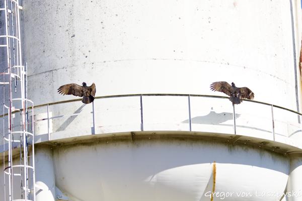  March 2, 2025 12:08 PM, Canon EOS R7, RF200-800mm F6.3-9 IS USM, 200mm, f/6.3, 1/3200s, ISO 1250, Gregor von Laszewski