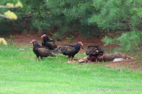  May 6, 2023 12:06 PM, Canon EOS R7, RF100-400mm F5.6-8 IS USM, 400mm, f/8.0, 1/1000s, ISO 4000, Gregor von Laszewski