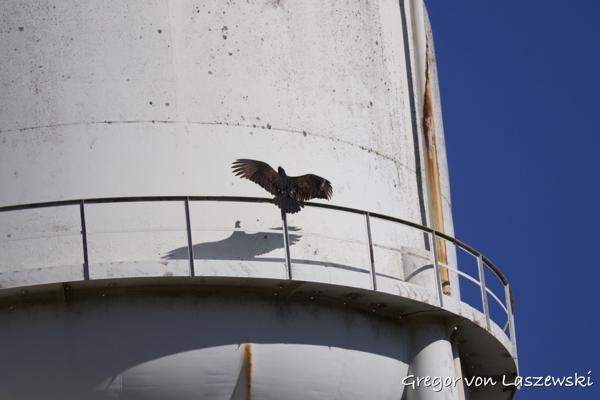  March 2, 2025 12:07 PM, Canon EOS R7, RF200-800mm F6.3-9 IS USM, 220mm, f/6.3, 1/3200s, ISO 250, Gregor von Laszewski