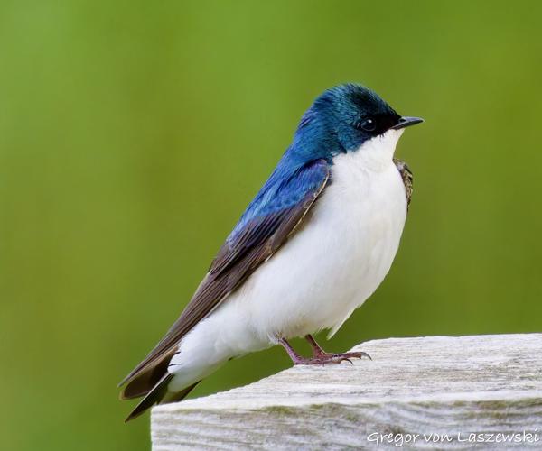  May 15, 2025 8:07 AM, Canon EOS R7, RF100-500mm F4.5-7.1 L IS USM + EXTENDER RF2x, 600mm, f/11.0, 1/400s, ISO 6400, Gregor von Laszewski