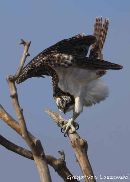  July 13, 2025 9:04 AM, Canon EOS R7, RF200-800mm F6.3-9 IS USM, 800mm, f/10.0, 1/1000s, ISO 250, Gregor von Laszewski