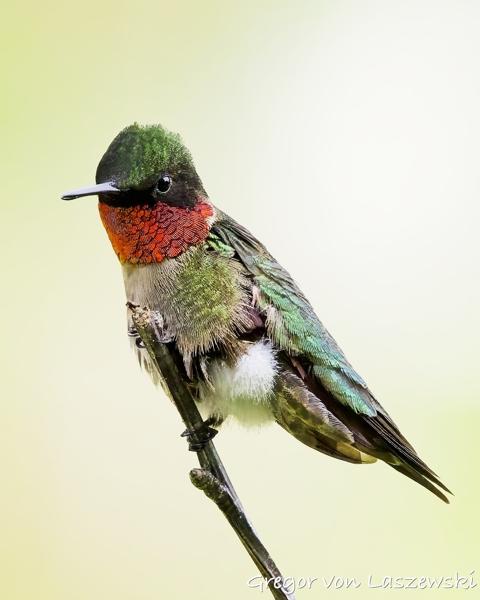  June 13, 2025 4:53 PM, Canon EOS R7, RF100-500mm F4.5-7.1 L IS USM, 500mm, f/8.0, 1/6400s, ISO 4000, Gregor von Laszewski