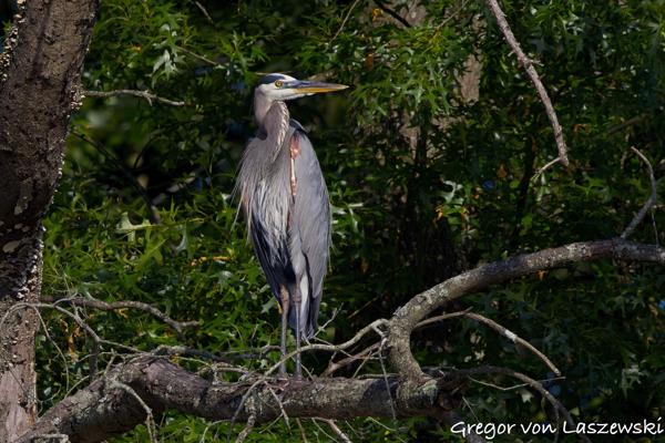  June 19, 2025 6:34 PM, Canon EOS R7, RF100-500mm F4.5-7.1 L IS USM + EXTENDER RF2x, 600mm, f/11.0, 1/3200s, ISO 800, Gregor von Laszewski