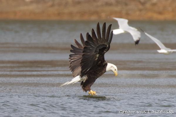  February 14, 2025 3:05 PM, Canon EOS R7, RF200-800mm F6.3-9 IS USM + EXTENDER RF2x, 1600mm, f/18.0, 1/3200s, ISO 5000, Gregor von Laszewski