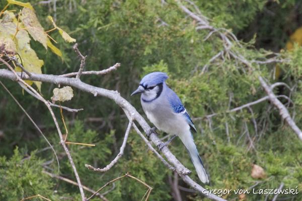  October 23, 2024 4:30 PM, Canon EOS R7, RF200-800mm F6.3-9 IS USM + EXTENDER RF2x, 1600mm, f/18.0, 1/80s, ISO 3200, Gregor von Laszewski