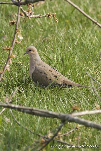  April 13, 2025 6:15 PM, Canon EOS R7, RF200-800mm F6.3-9 IS USM, 637mm, f/9.0, 1/3200s, ISO 5000, Gregor von Laszewski