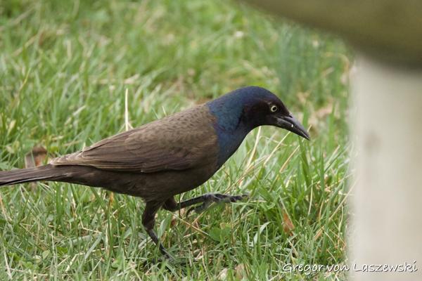  March 29, 2025 8:55 AM, Canon EOS R7, RF200-800mm F6.3-9 IS USM, 800mm, f/9.0, 1/800s, ISO 10000, Gregor von Laszewski