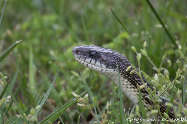  May 6, 2023 4:47 PM, Canon EOS R7, RF100-400mm F5.6-8 IS USM, 400mm, f/8.0, 1/500s, ISO 1250, Gregor von Laszewski