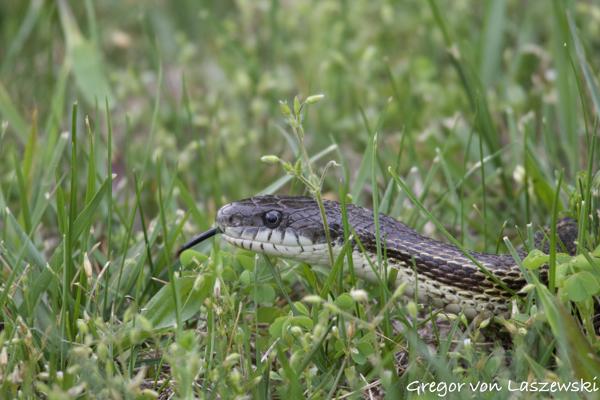  May 6, 2023 4:51 PM, Canon EOS R7, RF100-400mm F5.6-8 IS USM, 400mm, f/8.0, 1/500s, ISO 1250, Gregor von Laszewski