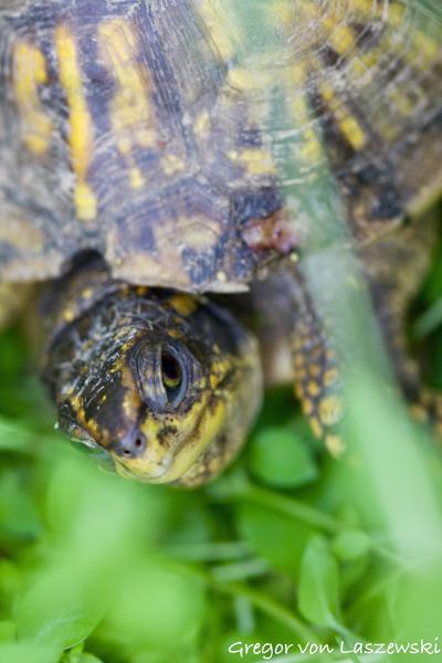  May 12, 2023 5:14 PM, Canon EOS R7, RF85mm F2 MACRO IS STM, 85mm, f/2.8, 1/320s, ISO 2000, Gregor von Laszewski