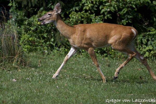  July 2, 2024 10:47 AM, Canon EOS R7, RF100-400mm F5.6-8 IS USM, 400mm, f/8.0, 1/1000s, ISO 400, Gregor von Laszewski