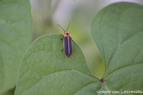  July 12, 2024 9:13 PM, Canon EOS R7, , 0mm, f/0.0, 1/40s, ISO 1600, Gregor von Laszewski