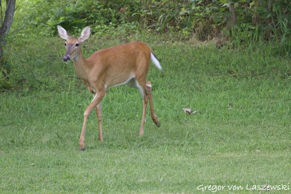  July 16, 2024 5:39 PM, Canon EOS R7, RF100-400mm F5.6-8 IS USM, 400mm, f/8.0, 1/400s, ISO 1000, Gregor von Laszewski