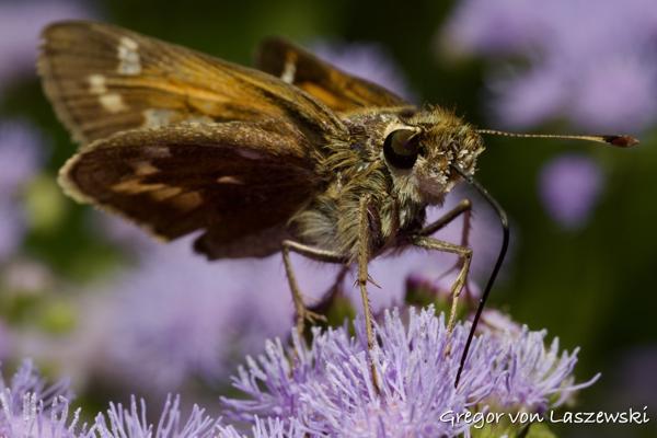  August 27, 2023 2:39 PM, Canon EOS R7, , 0mm, f/0.0, 1/160s, ISO 100, Gregor von Laszewski