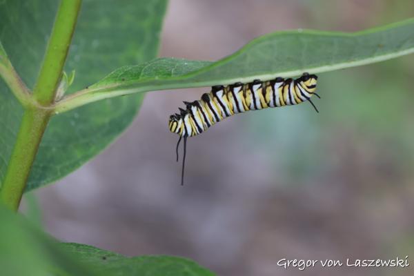  September 3, 2023 4:13 PM, Canon EOS R7, RF-S18-150mm F3.5-6.3 IS STM, 141mm, f/6.3, 1/250s, ISO 400, Gregor von Laszewski