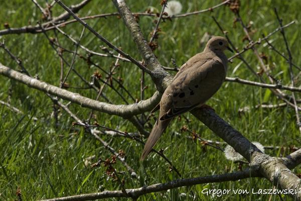  April 24, 2025 11:33 AM, Canon EOS R7, RF100-500mm F4.5-7.1 L IS USM, 500mm, f/14.0, 1/3200s, ISO 3200, Gregor von Laszewski