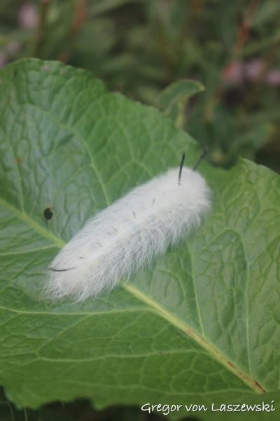  September 2, 2023 1:25 PM, Canon EOS REBEL SL1, EF-S18-55mm f/3.5-5.6 IS STM, 55mm, f/5.6, 1/100s, ISO 100, 