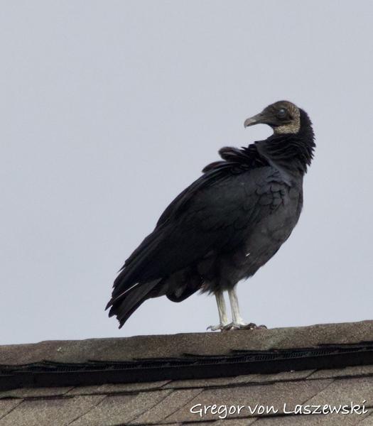  November 16, 2024 12:55 PM, Canon EOS R7, RF100-500mm F4.5-7.1 L IS USM + EXTENDER RF2x, 856mm, f/14.0, 1/2000s, ISO 3200, Gregor von Laszewski