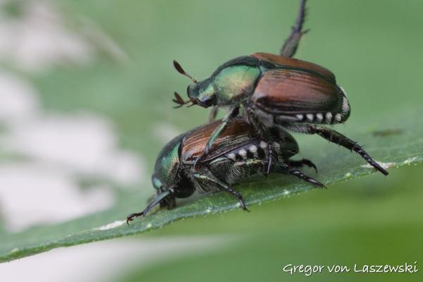  June 29, 2024 12:02 PM, Canon EOS R7, , 0mm, f/0.0, 1/1000s, ISO 6400, Gregor von Laszewski