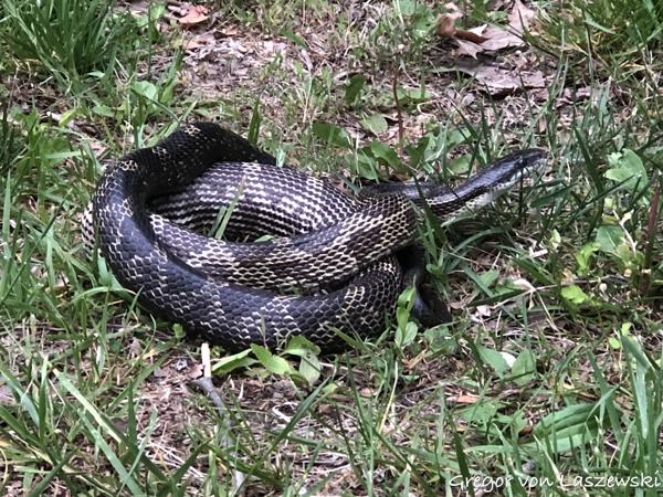  May 6, 2023 8:01 PM, iPhone 8 Plus, iPhone 8 Plus back dual camera 6.6mm f/2.8, 33/5mm, f/2.8, 1/120s, ISO 250, 