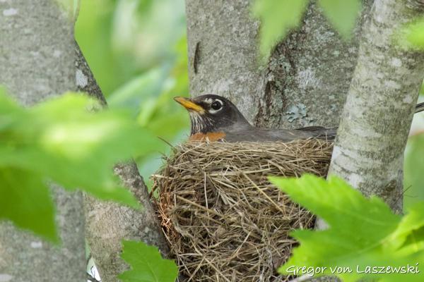  May 17, 2023 5:36 PM, Canon EOS R7, RF800mm F11 IS STM, 800mm, f/11.0, 1/1250s, ISO 6400, Gregor von Laszewski