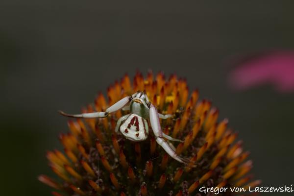  August 26, 2023 3:15 PM, Canon EOS R7, , 0mm, f/0.0, 1/320s, ISO 100, Gregor von Laszewski