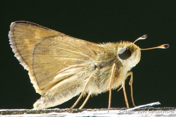  September 17, 2024 2:16 PM, Canon EOS R7, RF100-500mm F4.5-7.1 L IS USM, 500mm, f/7.1, 1/400s, ISO 320, Gregor von Laszewski