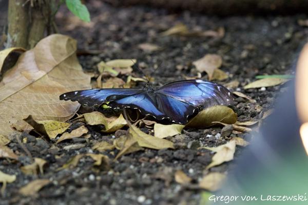  October 5, 2024 1:44 PM, Canon EOS R7, RF100-500mm F4.5-7.1 L IS USM, 324mm, f/5.6, 1/100s, ISO 5000, Gregor von Laszewski