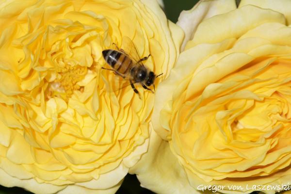  October 5, 2024 2:47 PM, Canon EOS R7, RF100-500mm F4.5-7.1 L IS USM, 500mm, f/13.0, 1/250s, ISO 100, Gregor von Laszewski