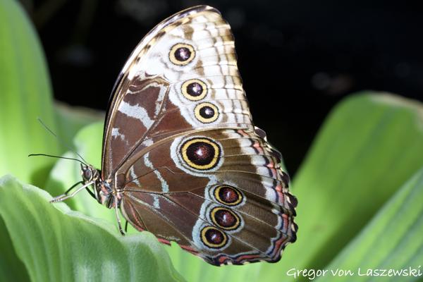  March 18, 2025 3:49 PM, Canon EOS R7, RF100-500mm F4.5-7.1 L IS USM, 300mm, f/10.0, 1/80s, ISO 800, Gregor von Laszewski