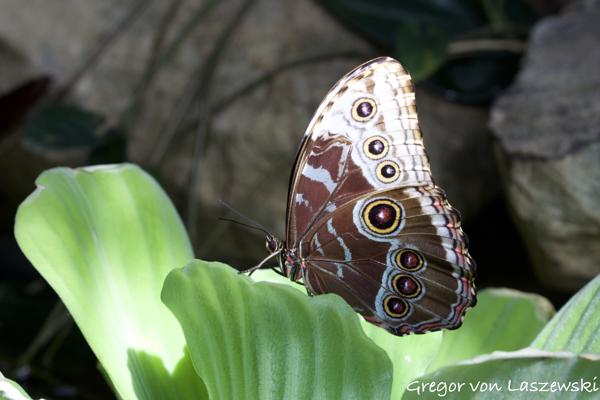  March 18, 2025 3:49 PM, Canon EOS R7, RF100-500mm F4.5-7.1 L IS USM, 167mm, f/10.0, 1/80s, ISO 800, Gregor von Laszewski