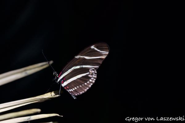  March 18, 2025 3:55 PM, Canon EOS R7, RF100-500mm F4.5-7.1 L IS USM, 254mm, f/10.0, 1/80s, ISO 100, Gregor von Laszewski