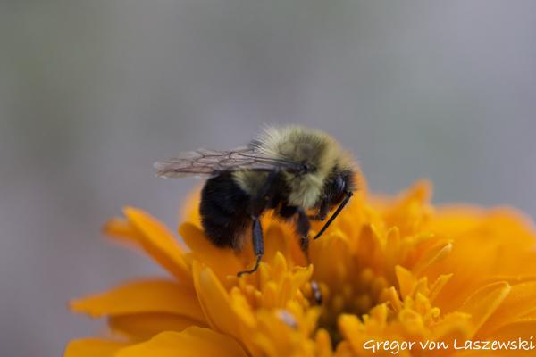  October 22, 2024 5:53 PM, Canon EOS R7, , 0mm, f/0.0, 1/2000s, ISO 2500, Gregor von Laszewski
